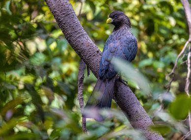 Abuko Nature Reserve