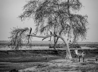 Gorongosa National Park