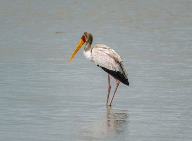 Gorongosa National Park