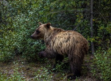 Jasper National Park