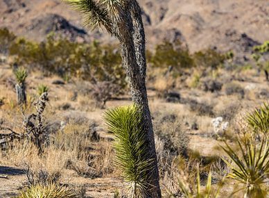 Joshua Tree National Park