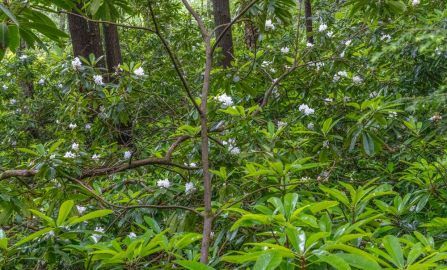 Keene Rhododendron State Park