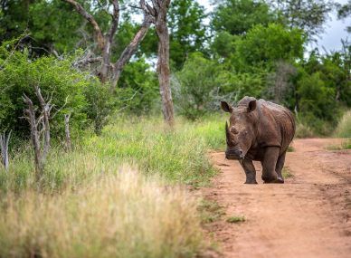 Hlane Royal National Park