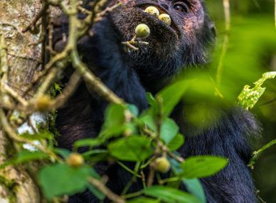 Nyungwe Forest National Park