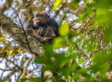 Nyungwe Forest National Park