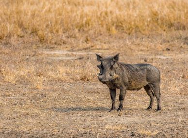 Gorongosa National Park