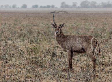 Gorongosa National Park