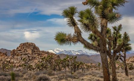 A day in Joshua Tree National Park
