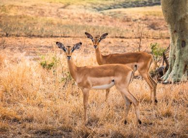 Gorongosa National Park