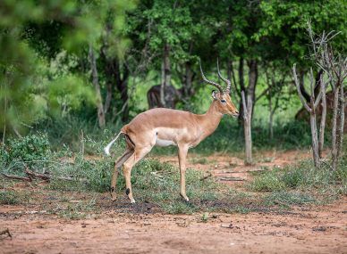 Hlane Royal National Park