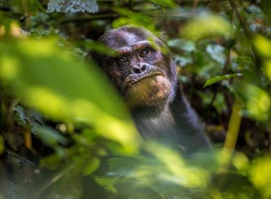 Nyungwe Forest National Park