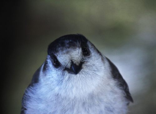 Mt. Rainier National Park
