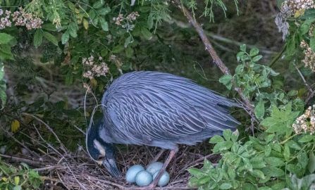 Atlantic City Foresythe NWR  Ocean City