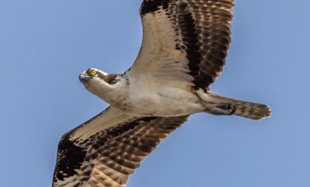 Easton Blackwater NWR