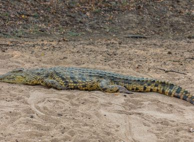Gorongosa National Park