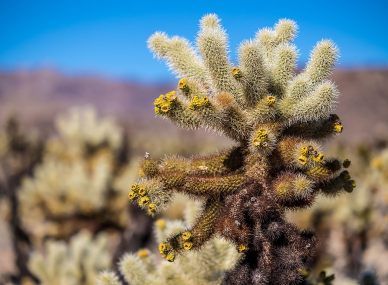 Joshua Tree National Park