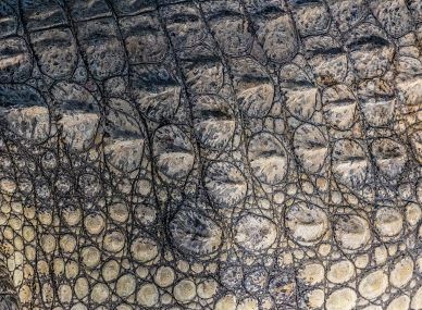 Kachikally Crocodile Pool