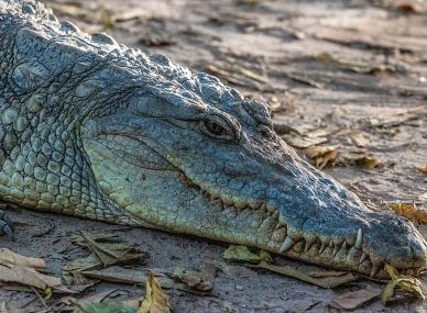 Kachikally Crocodile Pool