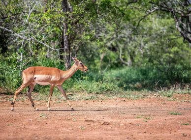 Hlane Royal National Park