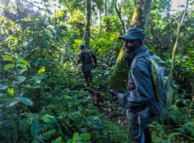 Nyungwe Forest National Park