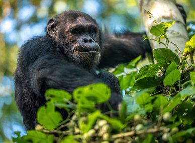 Nyungwe Forest National Park