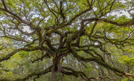 Biloxi and Ocean Springs