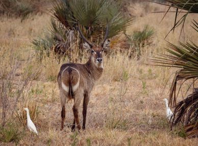 Gorongosa National Park