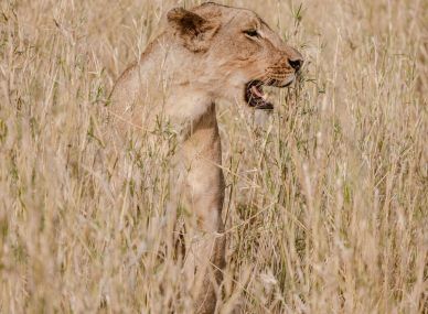 Gorongosa National Park