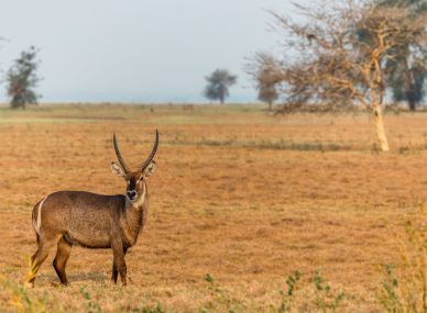 Gorongosa National Park