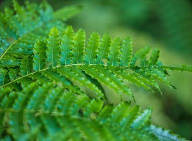 Nyungwe Forest National Park