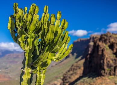 Gran Canaria