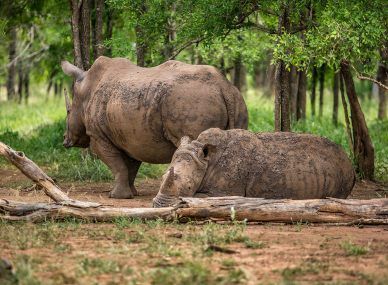 Hlane Royal National Park