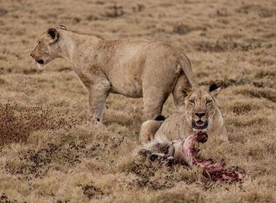 Gorongosa National Park
