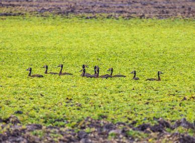 Gorongosa National Park