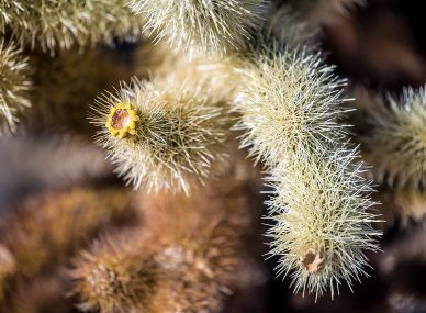 Joshua Tree National Park