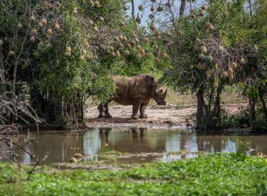 Hlane Royal National Park