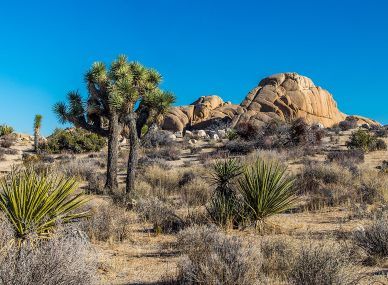Joshua Tree National Park