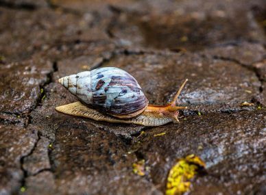 Seven Coloured Earths
