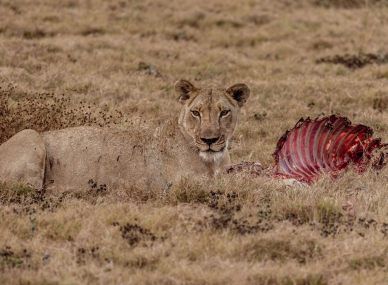 Gorongosa National Park