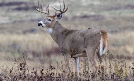 Whitefish Bison Range