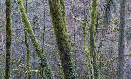 Portland Multnomah Falls