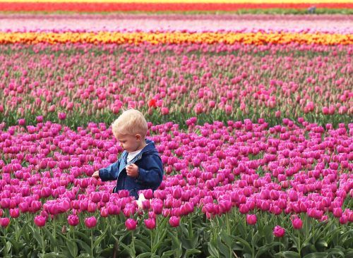 Holland Tulips