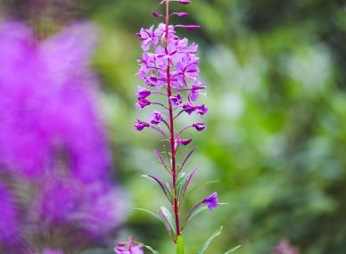 Denali National Park and Preserve