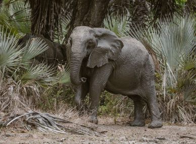 Gorongosa National Park
