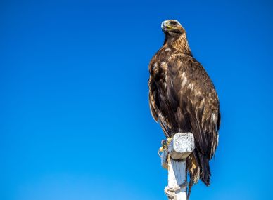Chinggis Khaan Statue Complex
