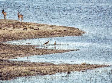 Safari in Botswana