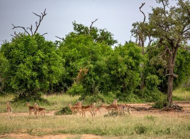 Hlane Royal National Park