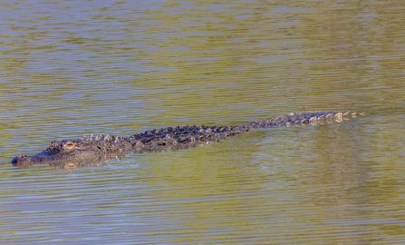 Mobile and the Gulf Coast