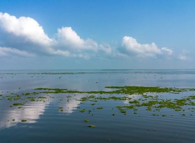 Alappuzha