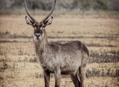 Gorongosa National Park
